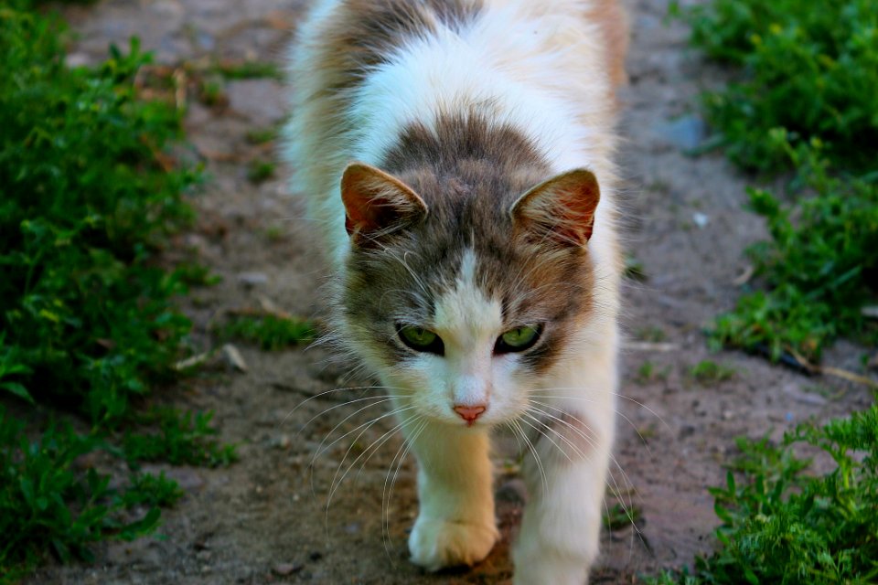 Cat Fauna Whiskers Small To Medium Sized Cats