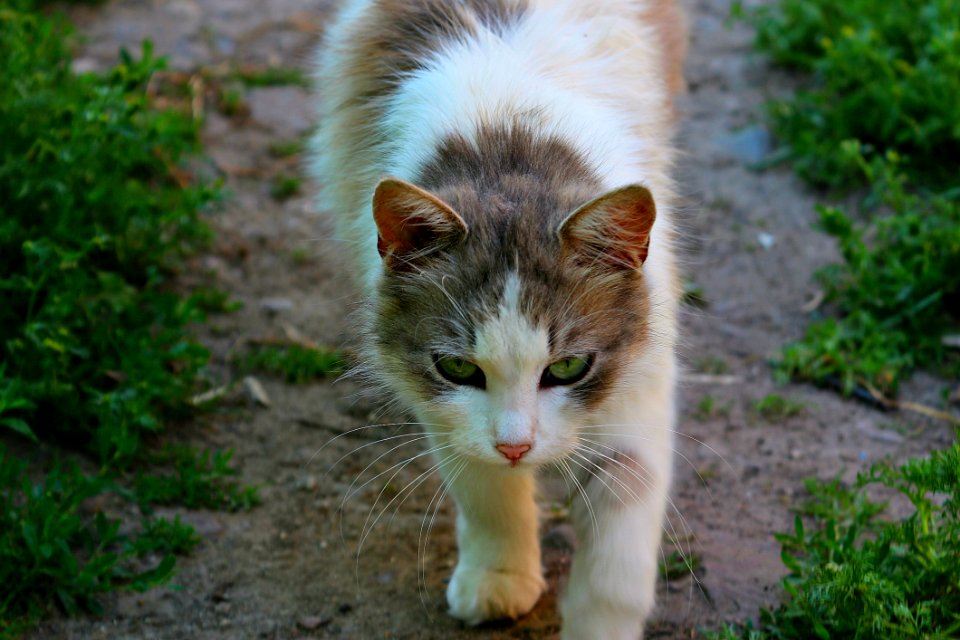 Cat Fauna Whiskers Small To Medium Sized Cats photo