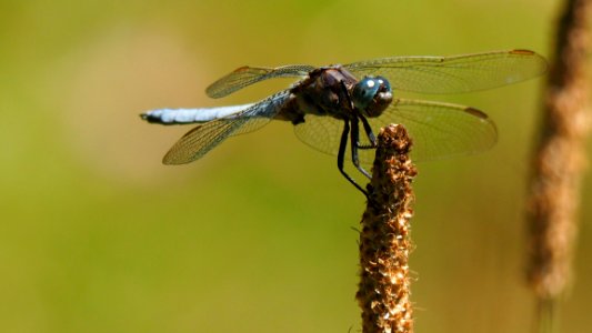 Dragonfly Insect Dragonflies And Damseflies Invertebrate