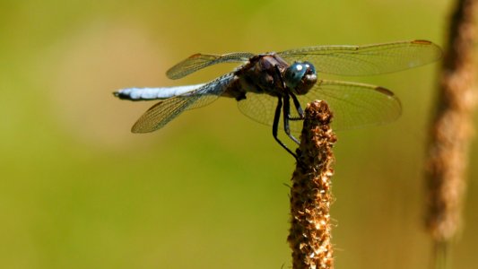 Dragonfly Insect Dragonflies And Damseflies Invertebrate photo