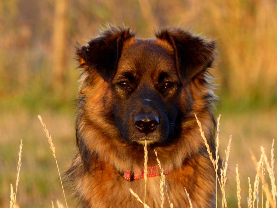 Dog Dog Breed Dog Like Mammal Dog Breed Group photo