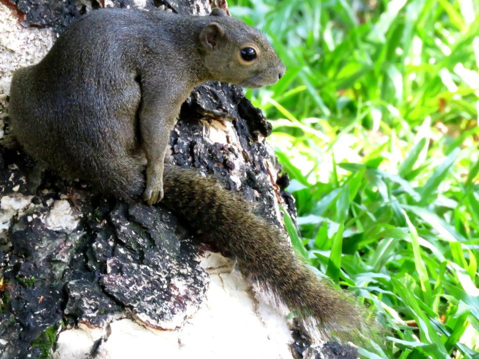 Mammal Fauna Squirrel Terrestrial Animal