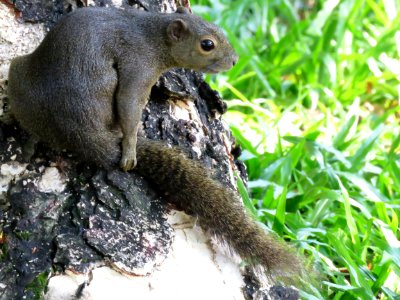 Mammal Fauna Squirrel Terrestrial Animal photo