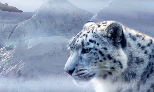 Snow Leopard Wildlife Mammal Cat Like Mammal