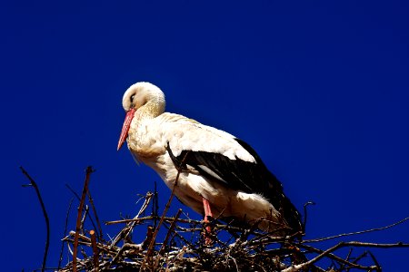 Bird White Stork Stork Sky photo