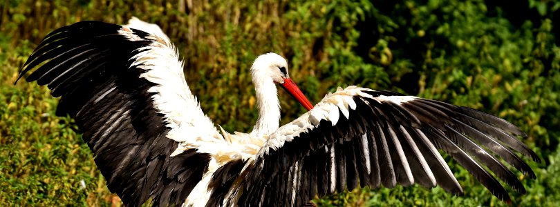 Beak Bird Stork Fauna photo