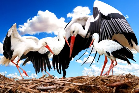 Stork White Stork Bird Beak photo