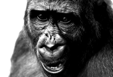 Face Black Black And White Great Ape photo