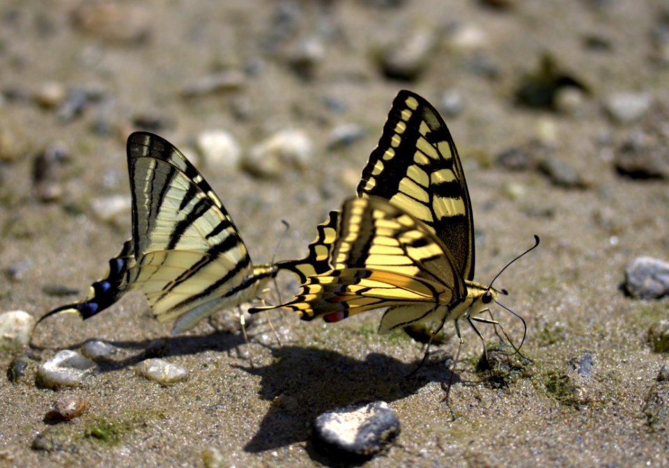 Butterfly Moths And Butterflies Insect Invertebrate