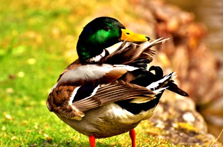 Bird Duck Mallard Fauna photo