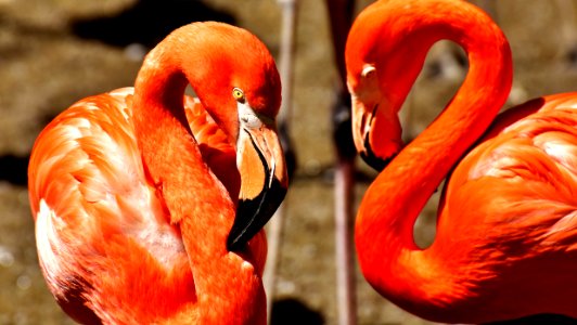 Flamingo Bird Vertebrate Water Bird