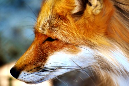 Fox Wildlife Red Fox Fur photo