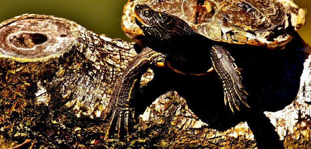 Reptile Emydidae Terrestrial Animal Toad