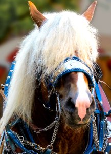 Horse Bridle Horse Harness Horse Tack photo
