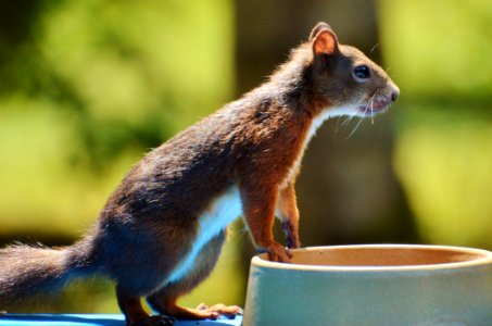 Fauna Mammal Squirrel Rodent