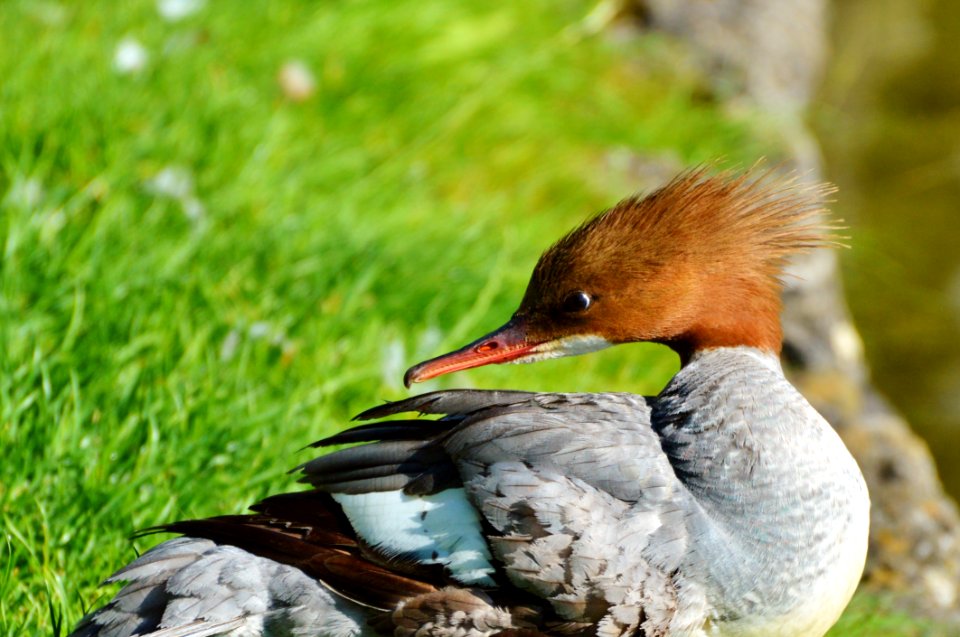 Bird Fauna Beak Water Bird