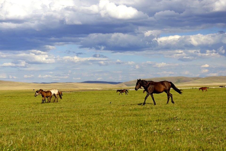 Grassland Pasture Ecosystem Grazing