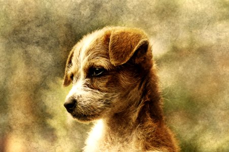 Dog Breed Whiskers Fauna Dog