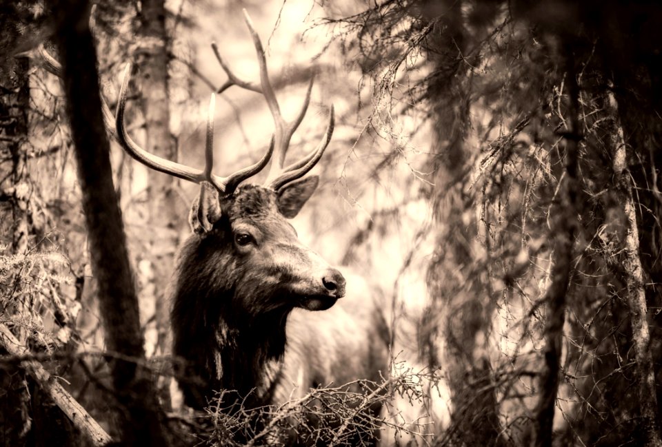 Wildlife Black And White Nature Woodland