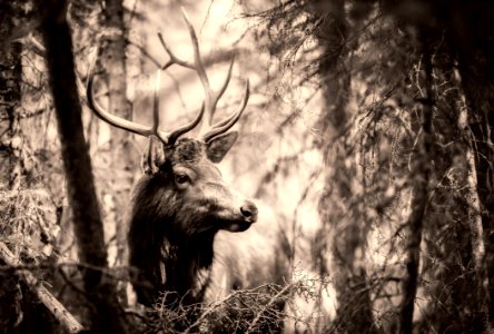 Wildlife Black And White Nature Woodland