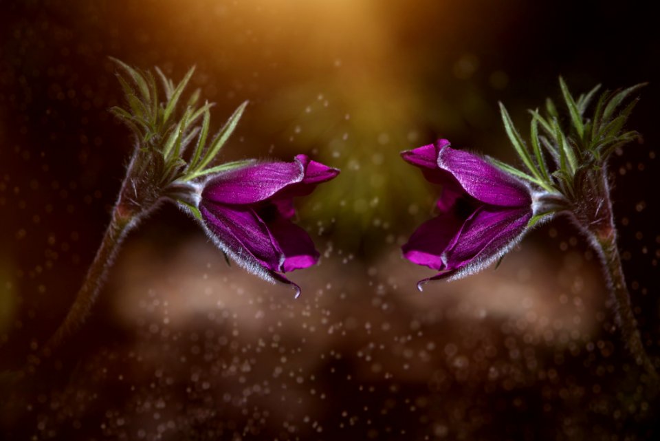 Flora Flower Purple Plant
