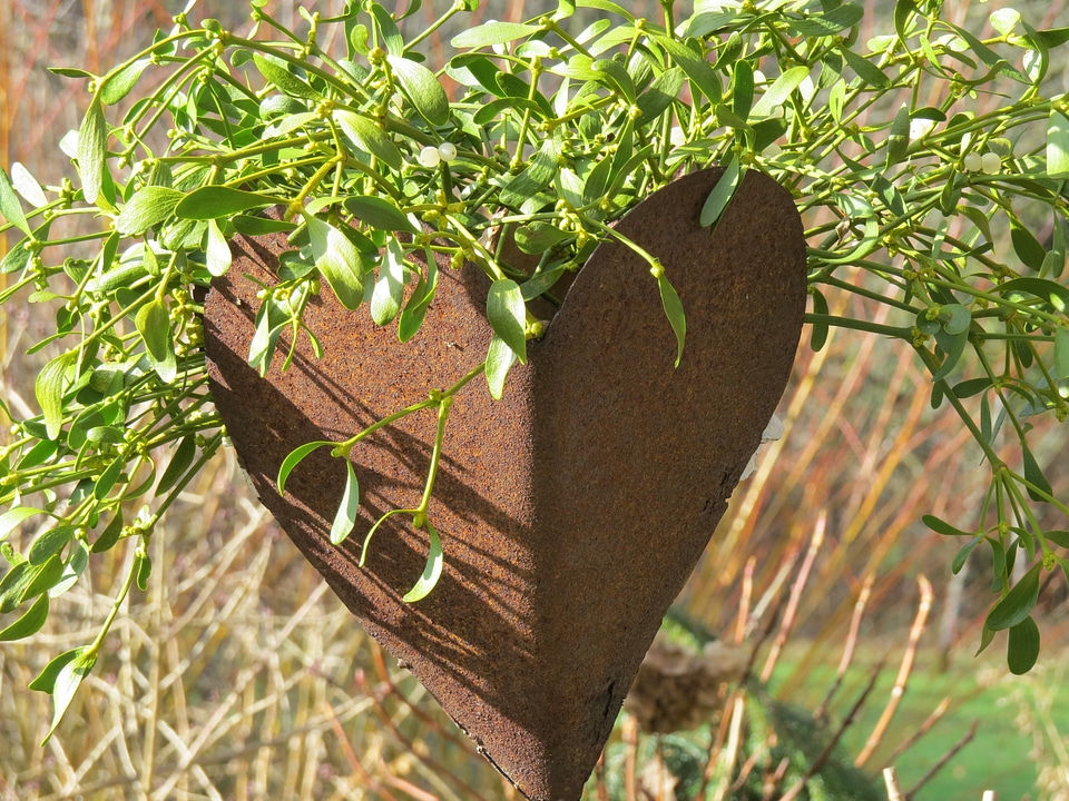 Mistletoe viscum plant