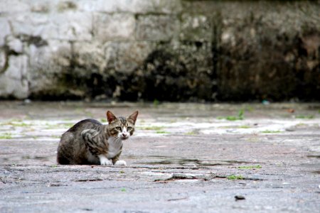 Cat Mammal Fauna Small To Medium Sized Cats photo