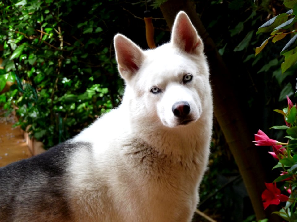 Dog Dog Like Mammal Dog Breed Siberian Husky photo