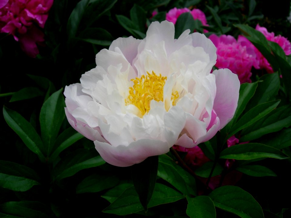 Flower Plant Peony Flowering Plant