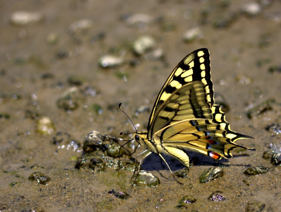 Butterfly Moths And Butterflies Insect Invertebrate
