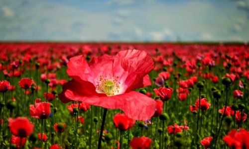 Flower Field Poppy Wildflower photo