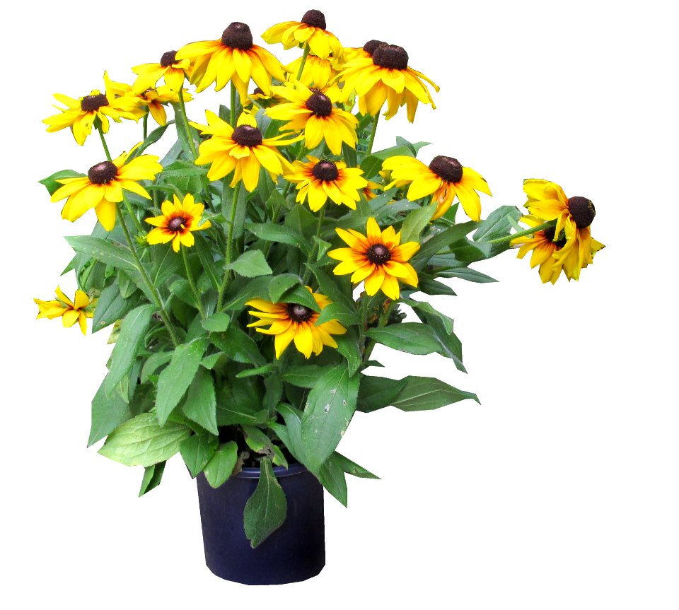Flower Plant Flowerpot Flowering Plant