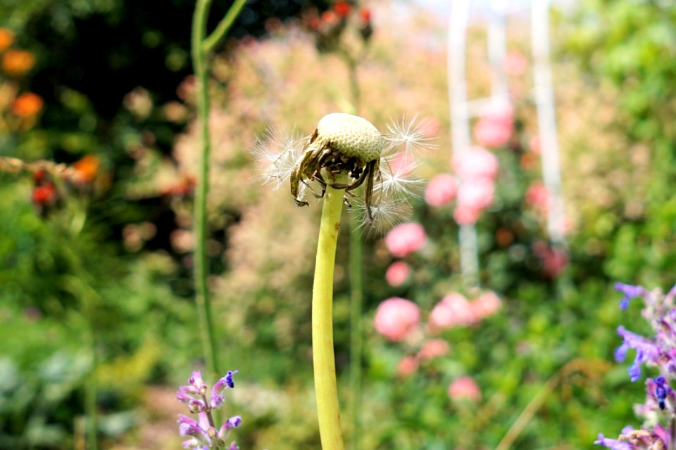 Flower Flora Plant Insect