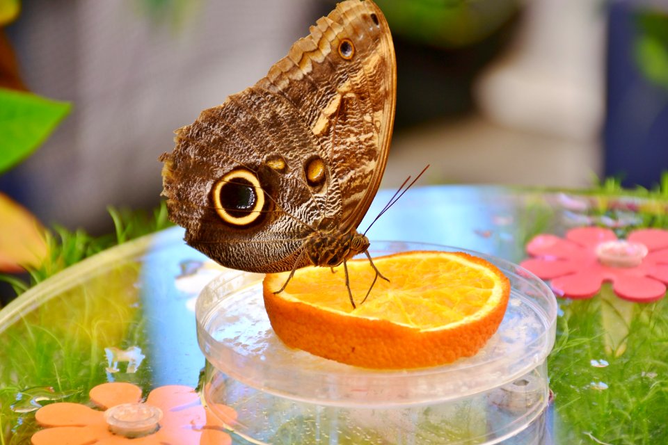 Butterfly Moths And Butterflies Insect Pollinator