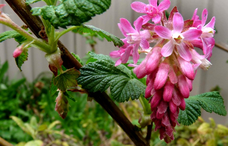 Plant Flower Flora Flowering Plant