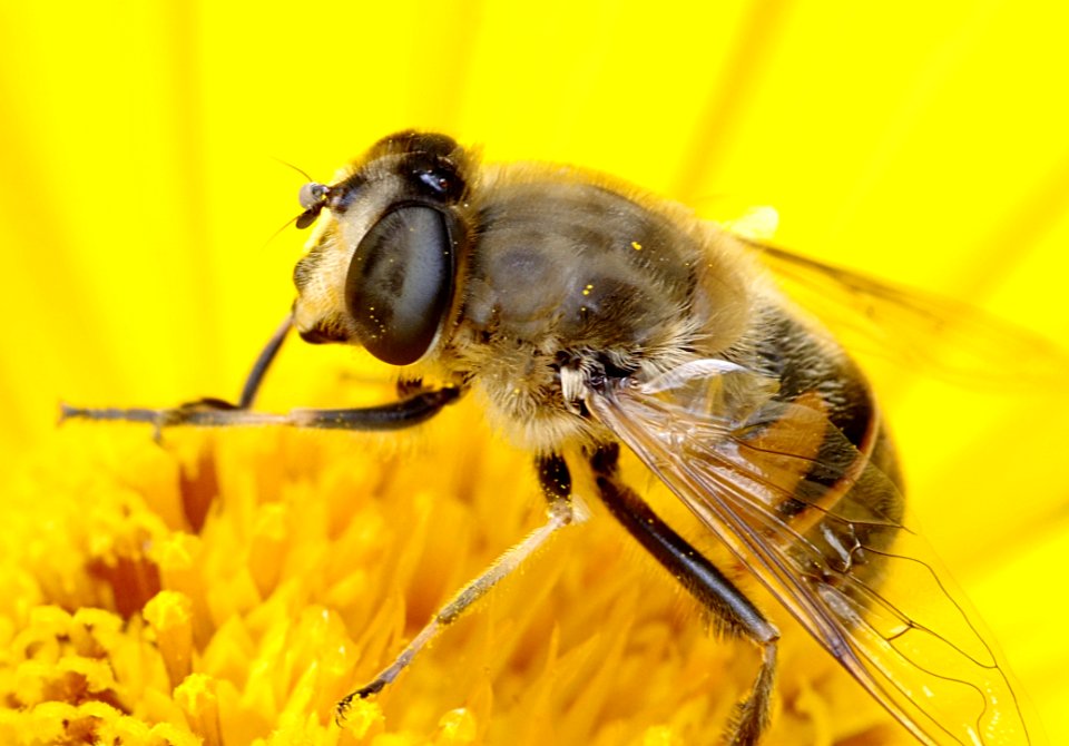 Insect Honey Bee Bee Invertebrate
