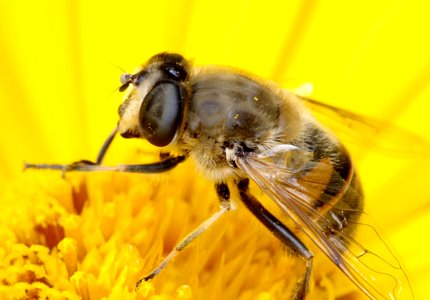 Insect Honey Bee Bee Invertebrate photo