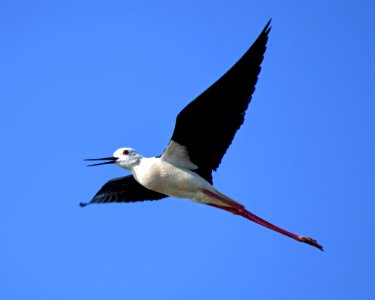 Bird Stilt Shorebird Fauna photo