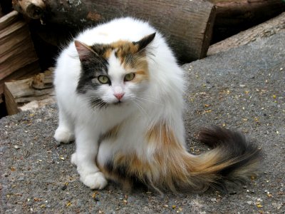 Cat Small To Medium Sized Cats Fauna Cat Like Mammal