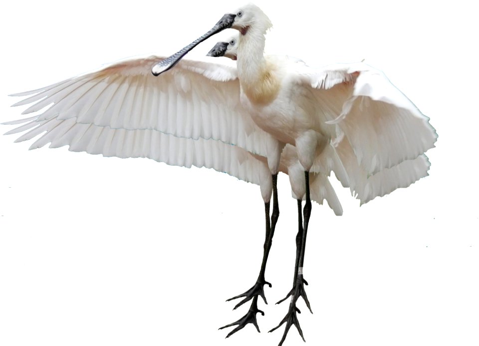 Bird Beak Feather Crane Like Bird