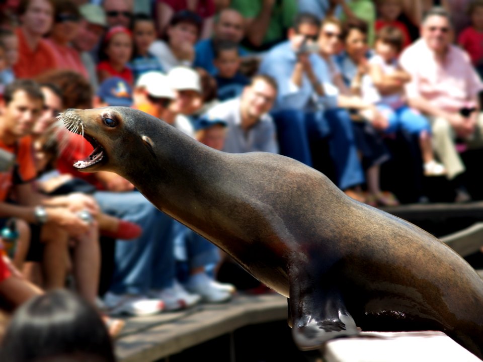 Mammal Seals Fauna Marine Mammal