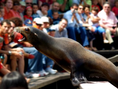 Mammal Seals Fauna Marine Mammal photo