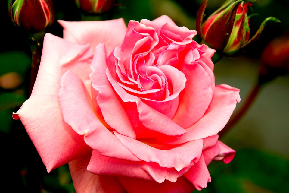 Rose Flower Garden Roses Rose Family