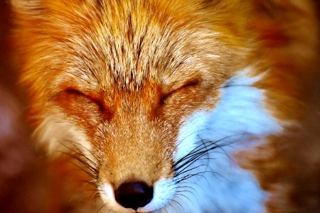 Fox Red Fox Wildlife Whiskers