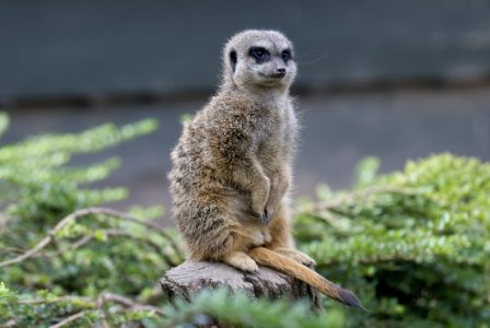 Meerkat Mammal Fauna Terrestrial Animal photo