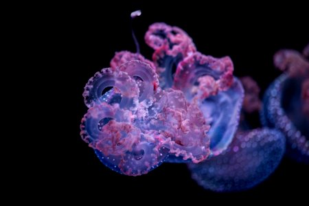 Cnidaria Jellyfish Marine Invertebrates Purple