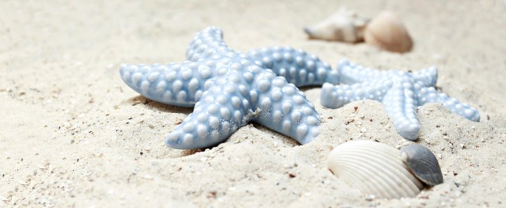Starfish Seashell Sand Close Up