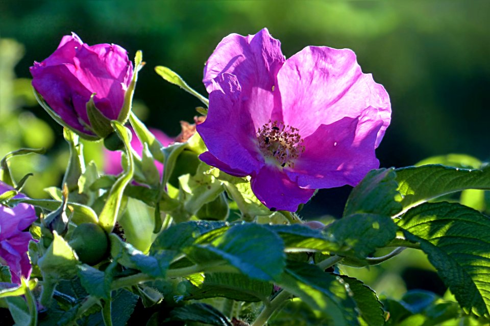 Flower Rose Family Plant Rose