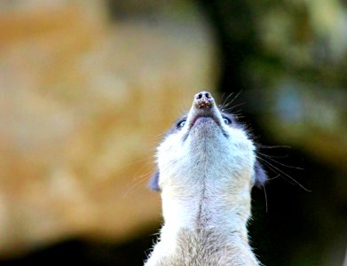 Mammal Fauna Whiskers Wildlife