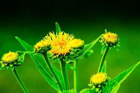 Flower Sow Thistles Organism Plant